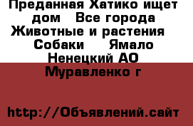 Преданная Хатико ищет дом - Все города Животные и растения » Собаки   . Ямало-Ненецкий АО,Муравленко г.